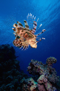 Lionfish, Pterois miles, Red Sea, Egypt. by Jim Garland 